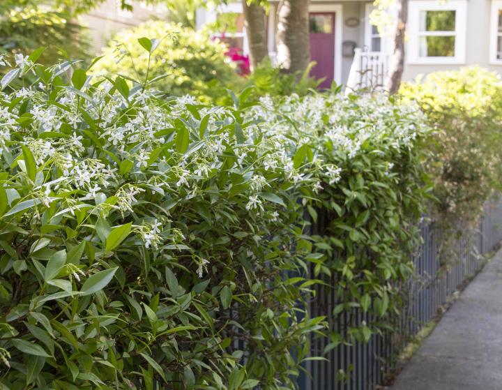 star-jasmine_0_full_width.jpg